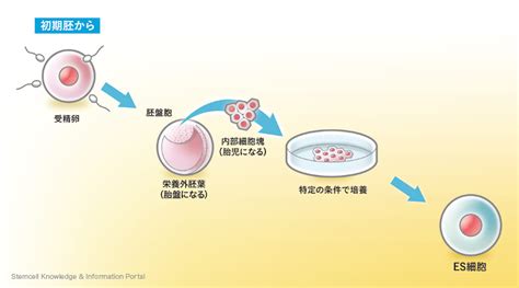 Es細胞 幹細胞情報データベースプロジェクトskip Stemcell Knowledge And Information Portal