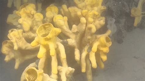 Exploring Beautiful Glass Sponge Reef Nautilus Live Youtube