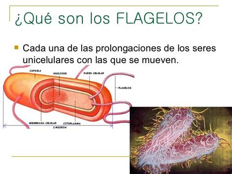 Que Son Los Flagelos Brainly Lat