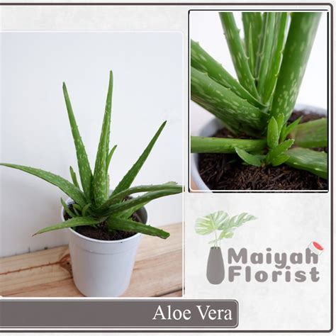 Jual Aloe Vera Lidah Buaya Tanaman Herbal Shopee Indonesia