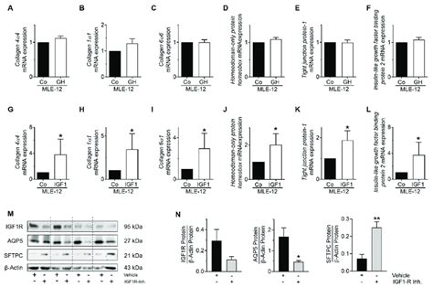 Analysis Of Epithelial And Mesenchymal Cell Markers In MLE 12 After