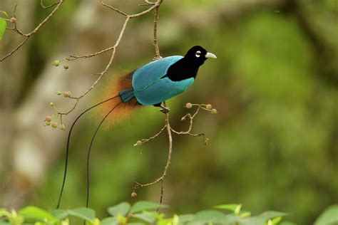 A Male Blue Bird Of Paradise Perched Photograph by Tim Laman