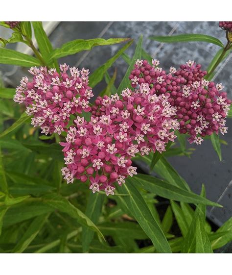 Asclepias Incarnata Cinderella 3lt