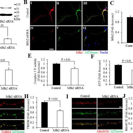 Mfn Expression Mitochondrial Functions And Ros In Hipsc Derived