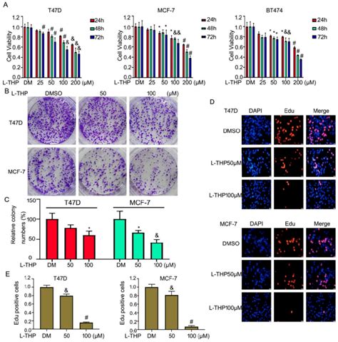 L Thp Inhibits The Growth Of Erα Breast Cancer Cell Lines A Cell