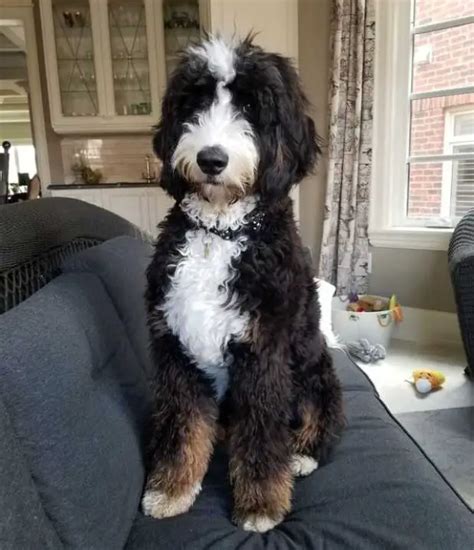 Pros And Cons Of Bernedoodles Owners Guide Breed Facts The Pet Well