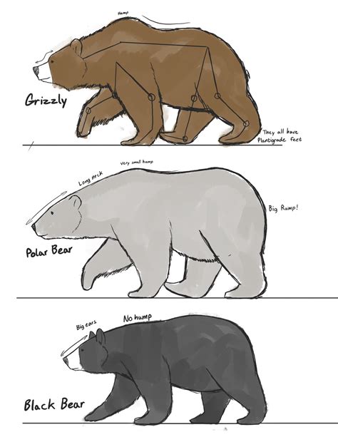 Bear studies by Dj-Rodney on DeviantArt