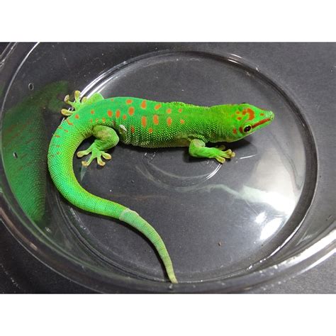 Giant Day Gecko Morphs