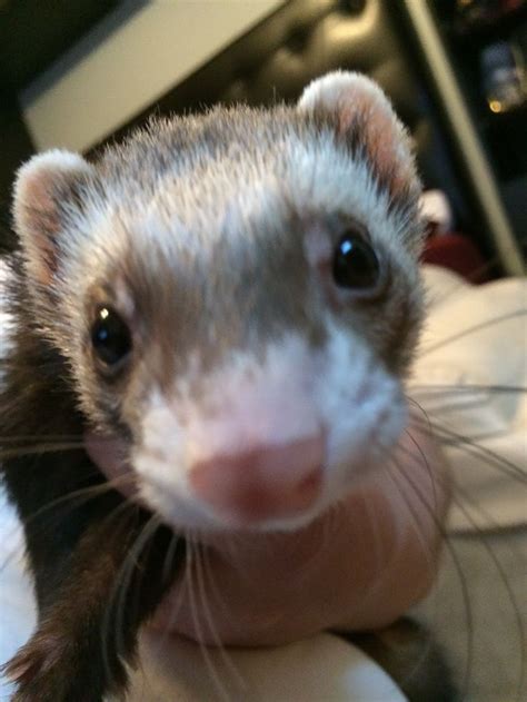 Pin on хори Funny ferrets Cute ferrets Cute small animals