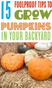 15 Pumpkin Growing Tips and Tricks for Perfect Pumpkins!