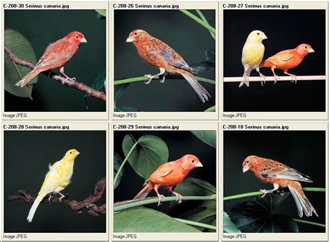 Passeriformes - Monaco Nature Encyclopedia