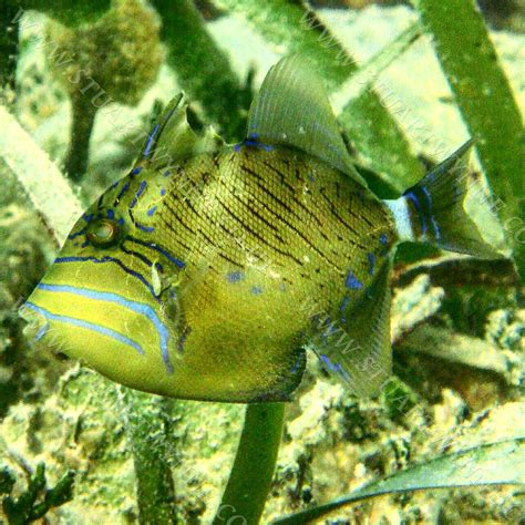 Juvenile Queen Triggerfish