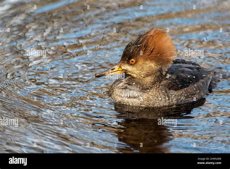 Female Hooded merganser Stock Photo - Alamy