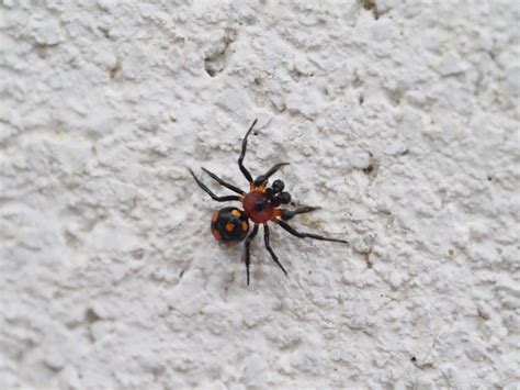 Cobweb Spiders From Selby VIC 3159 Australia On May 3 2022 At 12 03