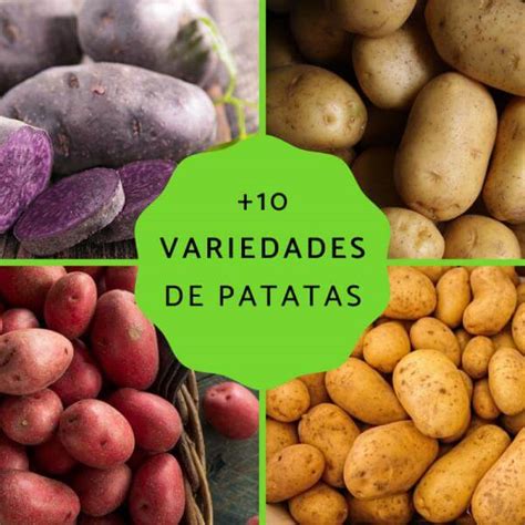 Cu Ntos Tipos De Patatas Hay En Espa A Actualizado Octubre