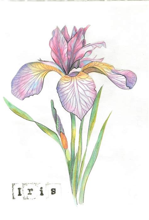 Dessin D Iris Dessin Crayon De Couleur Dessin Fleur Dessin