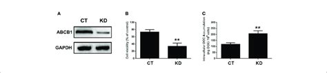 The Involvement Of Abcb1 In The Potentiated Effect Of Melk Foxm1 Download Scientific Diagram