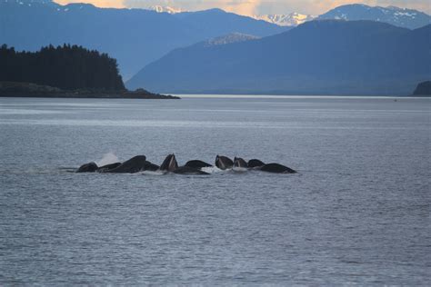 Whale watching Alaska 2011 | Whale watching alaska, Whale watching, Alaska