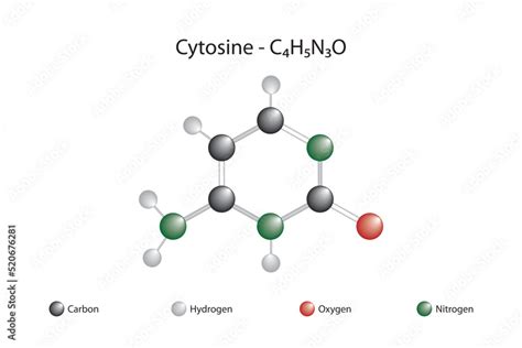 Molecular formula and chemical structure of cytosine Stock Vector ...