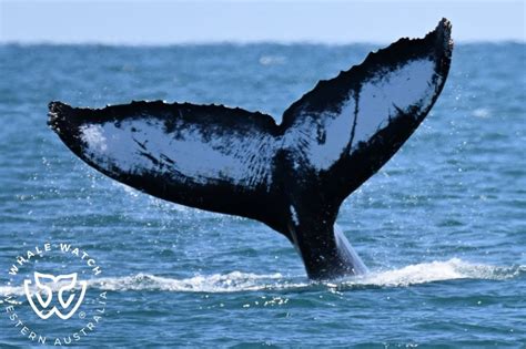 Western Australias Humpback Playground Whale Watch Western Australia