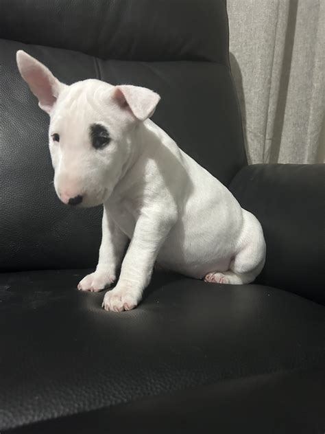 Bull Terrier Puppies - PetsForHomes