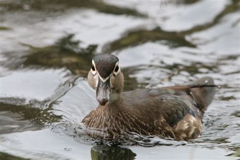 Female Wood Duck swiming | Smithsonian Photo Contest | Smithsonian Magazine