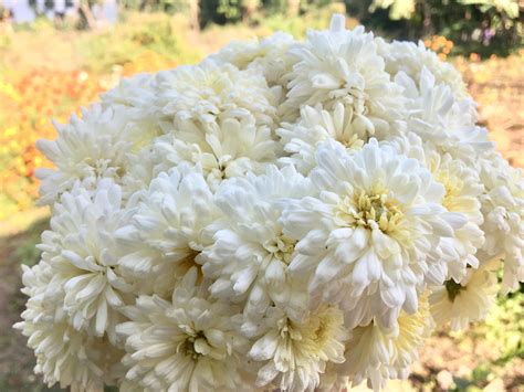 Buy Fresh White Chrysanthemum Flowers Bulkwholesale