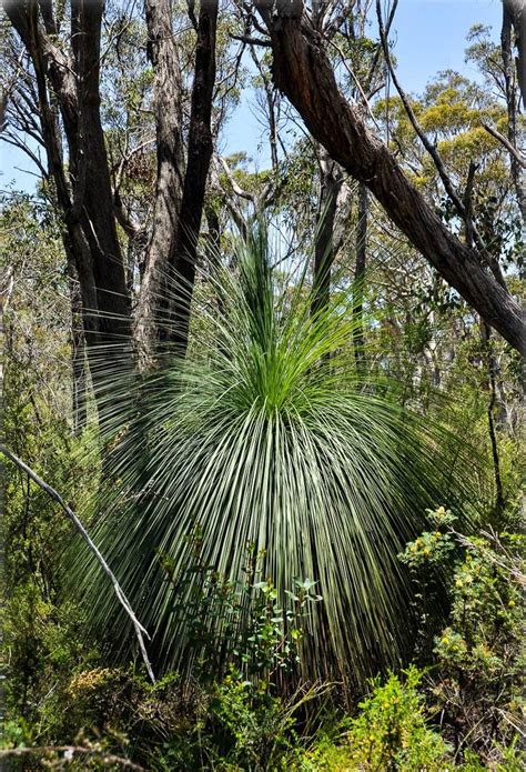 Xanthorrhoea Johnsonii Grass Tree Black Boy Flora Toskana