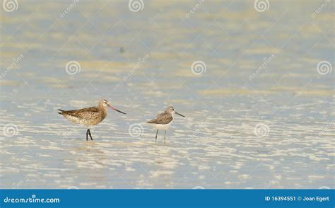 Two Friends On An African Marsh Stock Image Image Of Color