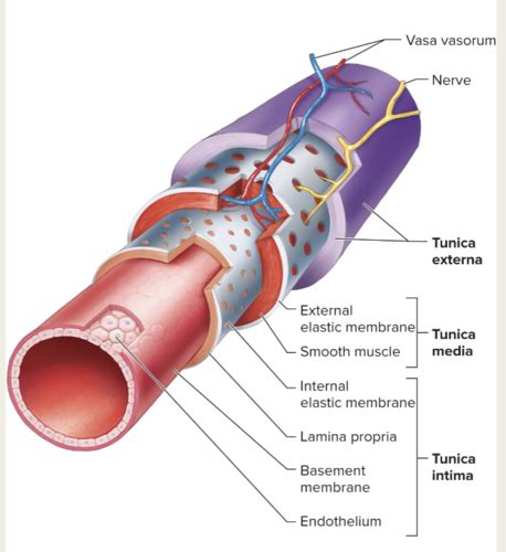 Cardiovascular System Blood Vessels Flashcards Quizlet