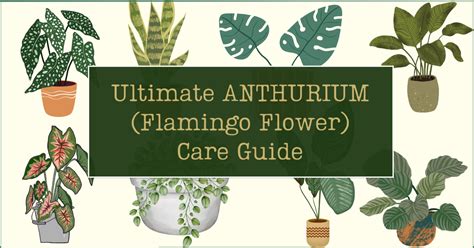 Ultimate Anthurium Flamingo Flower Care Guide Planthunnies