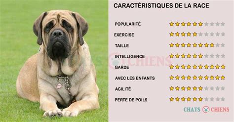 Mastiff Caractéristiques Caractère Santé Chiens Chats