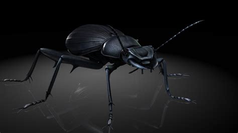 Smelly Beetle Insects 3d Model Turbosquid 1313866