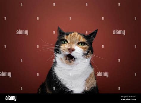 Angry Calico Cat With Mouth Open Meowing Looking At Camera On Red