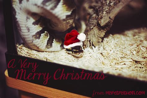 Merry Christmas to All! - My Pet Python