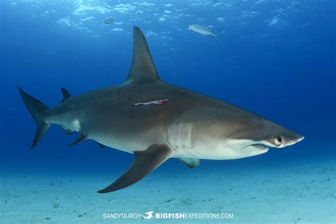 Great Hammerhead Diving 23 021 Big Fish Expeditions