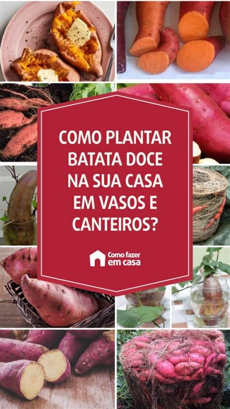 Como Plantar Batata Doce Como Fazer Em Casa Em Vaso E Canteiro