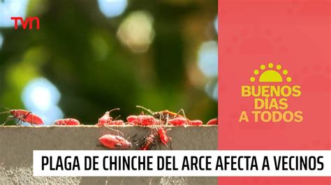 Una pesadilla Vecinos están aterrados por plaga de Chinches del Arce