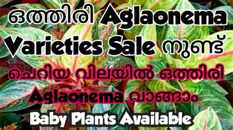 ഒതതര Aglaonema Sale നണട ചറയ വലയൽ ഒതതര Aglaonema വങങ