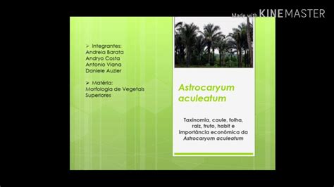 Astrocaryum Aculeatum YouTube