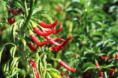 Chili Plant Free Stock Photo - Public Domain Pictures