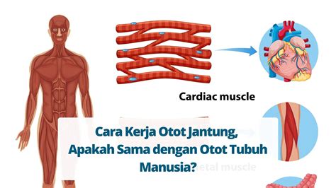 Jenis Jenis Otot Dan Fungsinya Ilmu