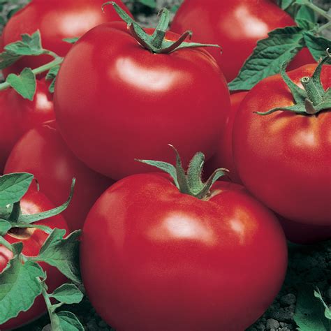 Celebration F1 Hybrid Tomato Seeds 1 Oz ~6800 Seeds Non Gmo F1 Hybrid Vegetable Garden