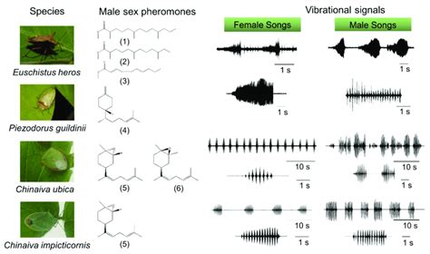 Specificity Of Chemical And Vibrational Signals In Four Neotropical Download Scientific Diagram