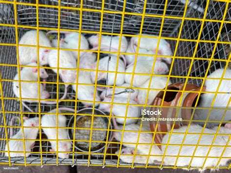 Image Of Metal Cage Of Baby Rats Young Animals Huddled Together In Halfinch Square Metal Yellow ...