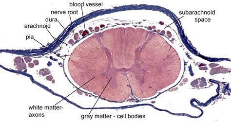 Spinal Cord Meninges Histology