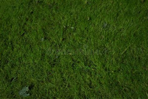 Night Grass Texture