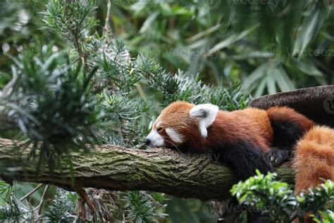 Sleeping Red Panda 11548000 Stock Photo at Vecteezy