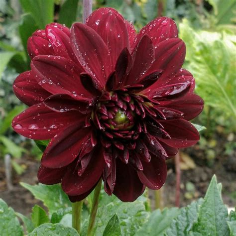 Dahlia 'Arabian Night', Dahlia 'Arabian Night' (Decorative) in ...