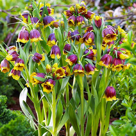 Fritillaria Michailovskyi Commander En Ligne Dans L UE Directement